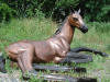 Foal bronze statue